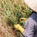 Perang di Timur Tengah: Mengguncang Raksasa Makanan Asal Asia!