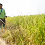 Harga Beras Asia Melambung Tinggi, Dampak Konflik Iran Guncang Pasokan