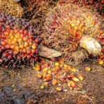 Kekuatan Komoditas Indonesia: Angka yang Menggoda Investor