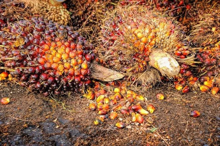 Kekuatan Komoditas Indonesia: Angka yang Menggoda Investor