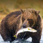 Tekanan Bearish pada Shiba Inu Menunjukkan Tanda-Tanda Pemulihan, Grafik Mingguan Mengindikasikan