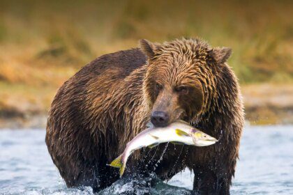 Tekanan Bearish pada Shiba Inu Menunjukkan Tanda-Tanda Pemulihan, Grafik Mingguan Mengindikasikan