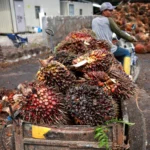 Kekhawatiran Kelompok Sawit Malaysia Terhadap Perubahan Ekspor Indonesia: Potensi Gangguan Jangka Pendek Meningkat