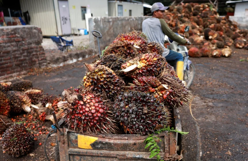 Kekhawatiran Kelompok Sawit Malaysia Terhadap Perubahan Ekspor Indonesia: Potensi Gangguan Jangka Pendek Meningkat