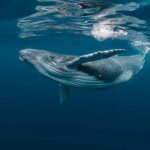 Delta Bitcoin Whale-Retail Terjun ke Level Terendah Sejak Era ETF, Uang Pintar Mulai Berhati-hati