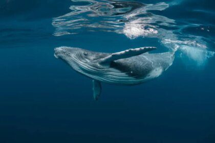 Delta Bitcoin Whale-Retail Terjun ke Level Terendah Sejak Era ETF, Uang Pintar Mulai Berhati-hati