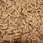 Bioteknologi Dallas Targetkan Untuk Membasmi Larva Pemakan Daging yang Mematikan