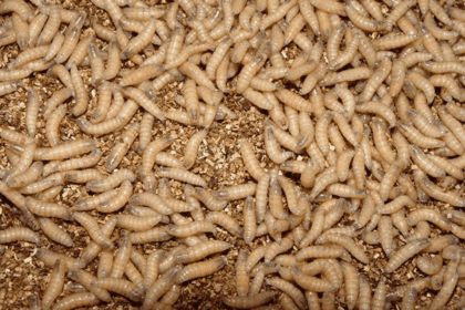 Bioteknologi Dallas Targetkan Untuk Membasmi Larva Pemakan Daging yang Mematikan