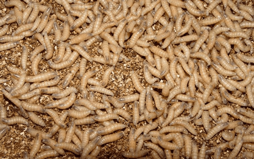 Bioteknologi Dallas Targetkan Untuk Membasmi Larva Pemakan Daging yang Mematikan