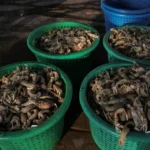 Thailand dan Malaysia Berseteru Terkait Pembatasan Perdagangan Seafood