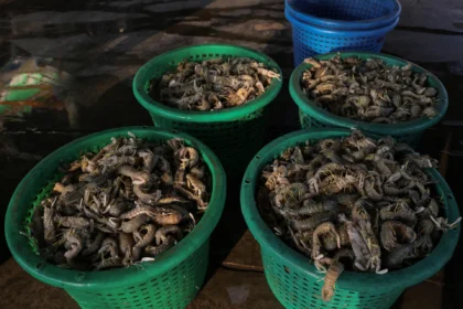 Thailand dan Malaysia Berseteru Terkait Pembatasan Perdagangan Seafood