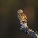Update Aplikasi Merlin Bird ID: Kini Pengamat Burung Bisa Jadi Ilmuwan Warga, Konservasi Burung Semakin Mudah!