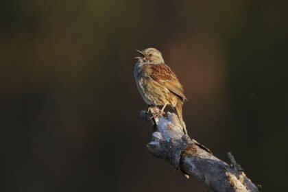 Update Aplikasi Merlin Bird ID: Kini Pengamat Burung Bisa Jadi Ilmuwan Warga, Konservasi Burung Semakin Mudah!