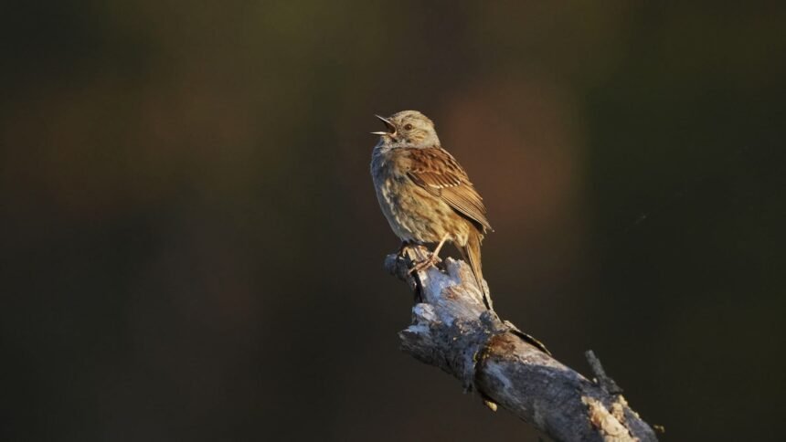 Update Aplikasi Merlin Bird ID: Kini Pengamat Burung Bisa Jadi Ilmuwan Warga, Konservasi Burung Semakin Mudah!