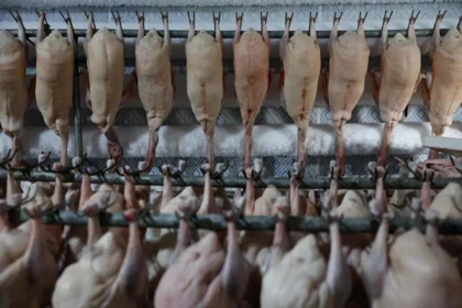 Dari Kaviar ke Foie Gras: Kejutan Ekspor Baru dari China yang Siap Mengguncang Pasar!