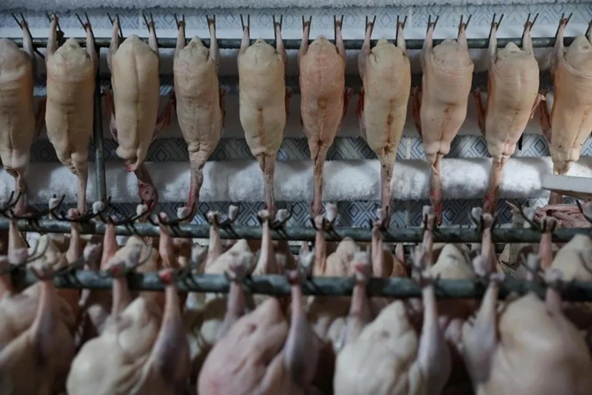 Dari Kaviar ke Foie Gras: Kejutan Ekspor Baru dari China yang Siap Mengguncang Pasar!