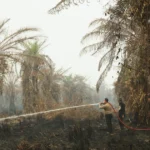 Sinar Mas' APP: Mayoritas Kebakaran Berasal dari Luar Tiga Konseksi Pemasok di Tengah Sorotan Kabut Asap Singapura